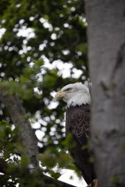 Bald Eagle
