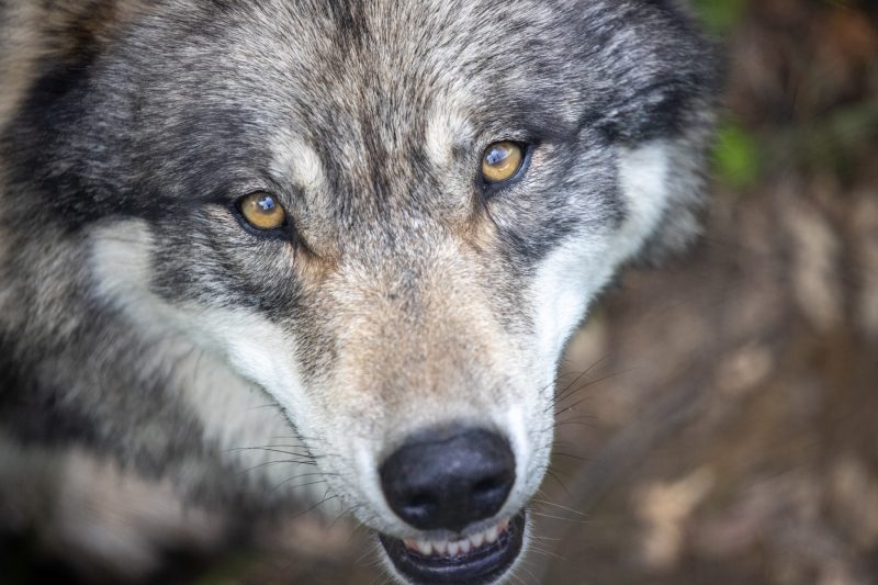 Grey Wolf