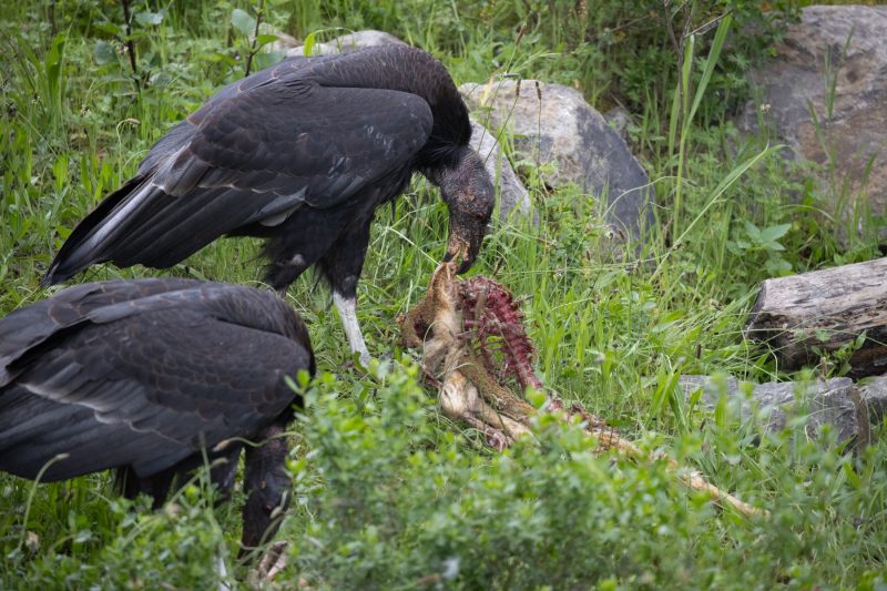 California Condor