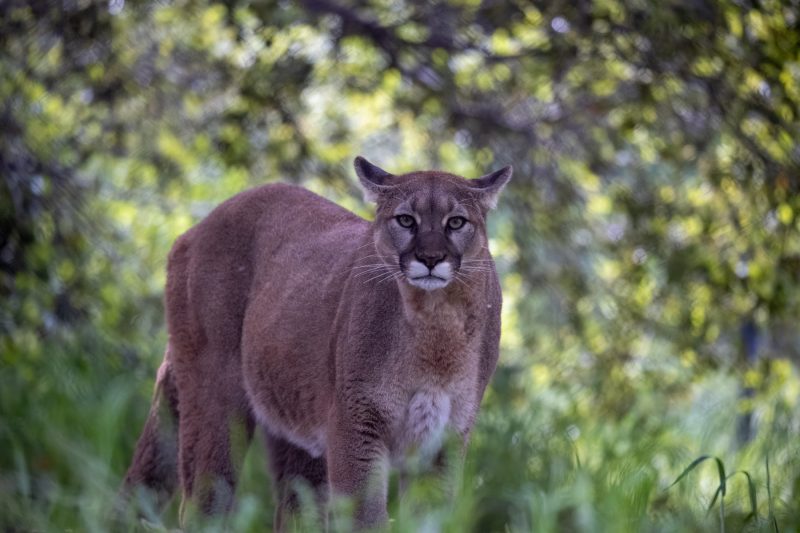 California Mountain lion