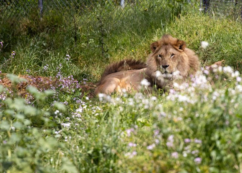 African Lion