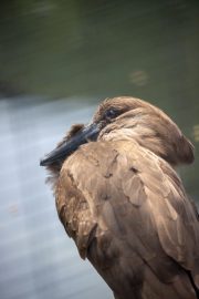 Hamerkop