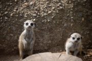 Meerkat babies