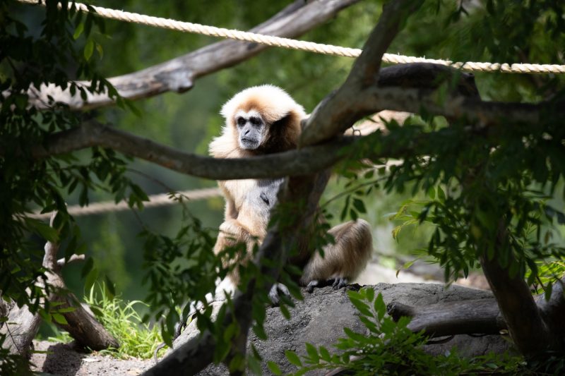Lar Gibbon