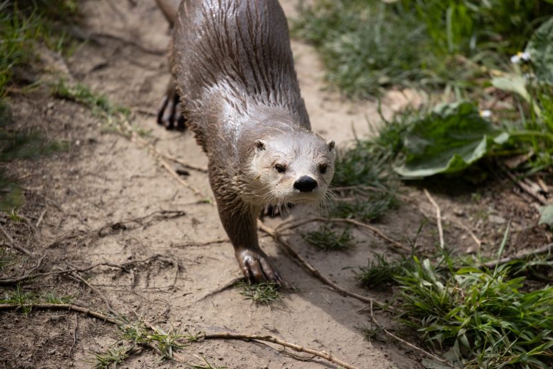 River otter