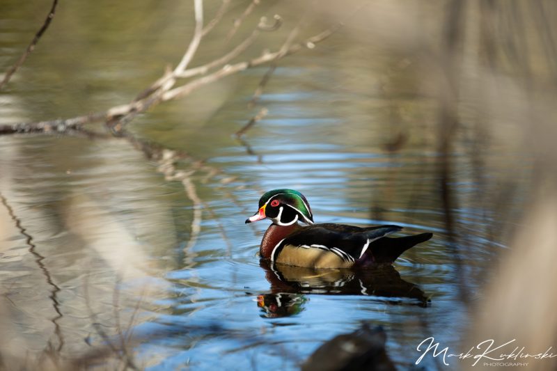 Mallard at Mirror lake