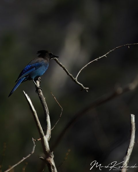 Mountain Jay