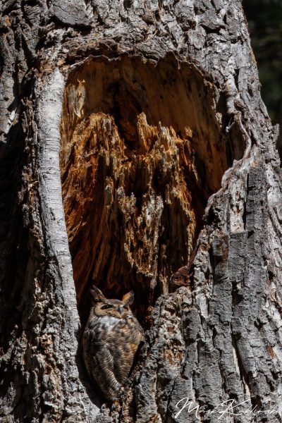 Horned tree owl